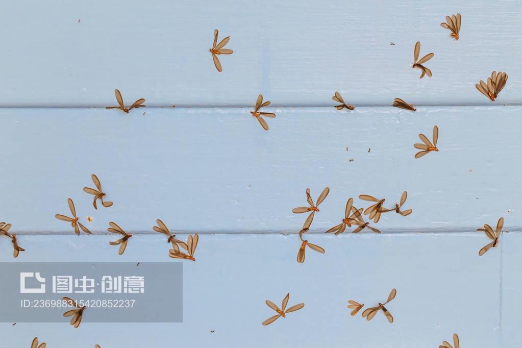 有蟲蛀的木地板Wood floor with moth